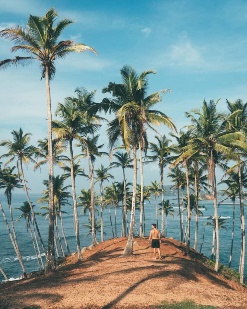 palm trees on an island