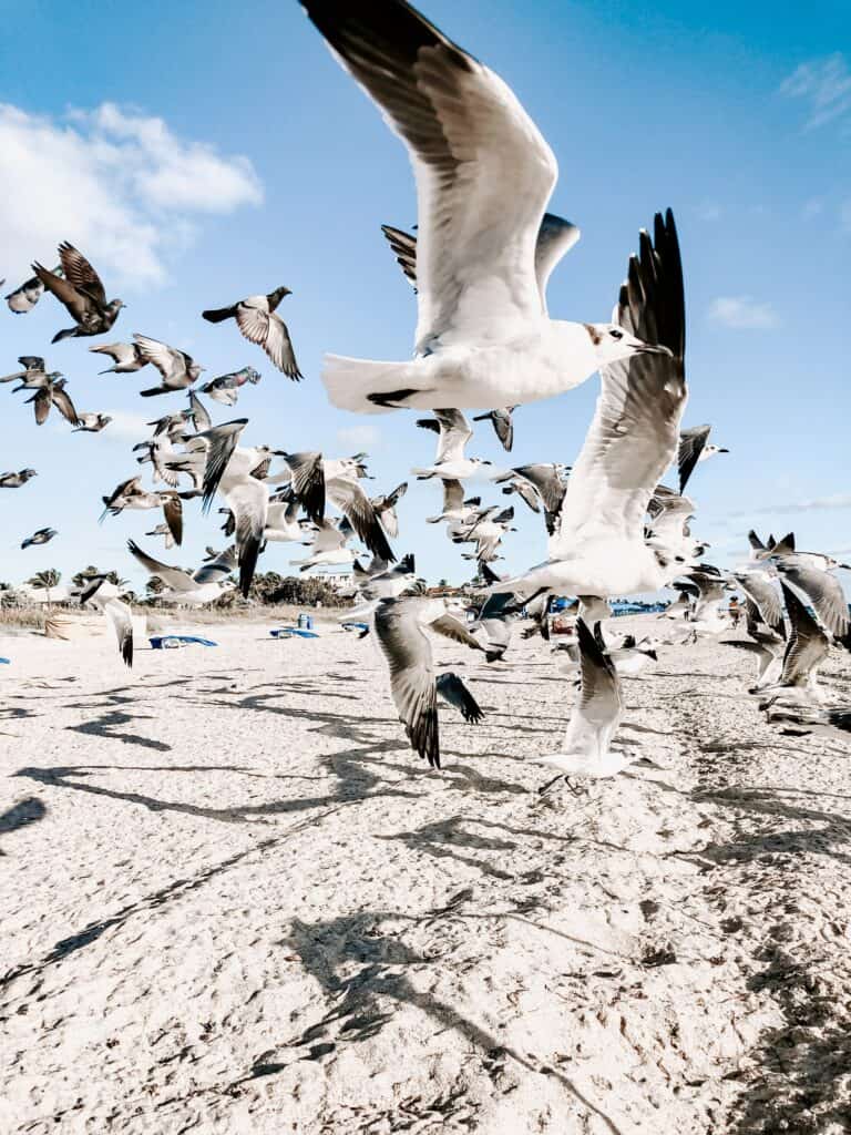 seagulls on the beach