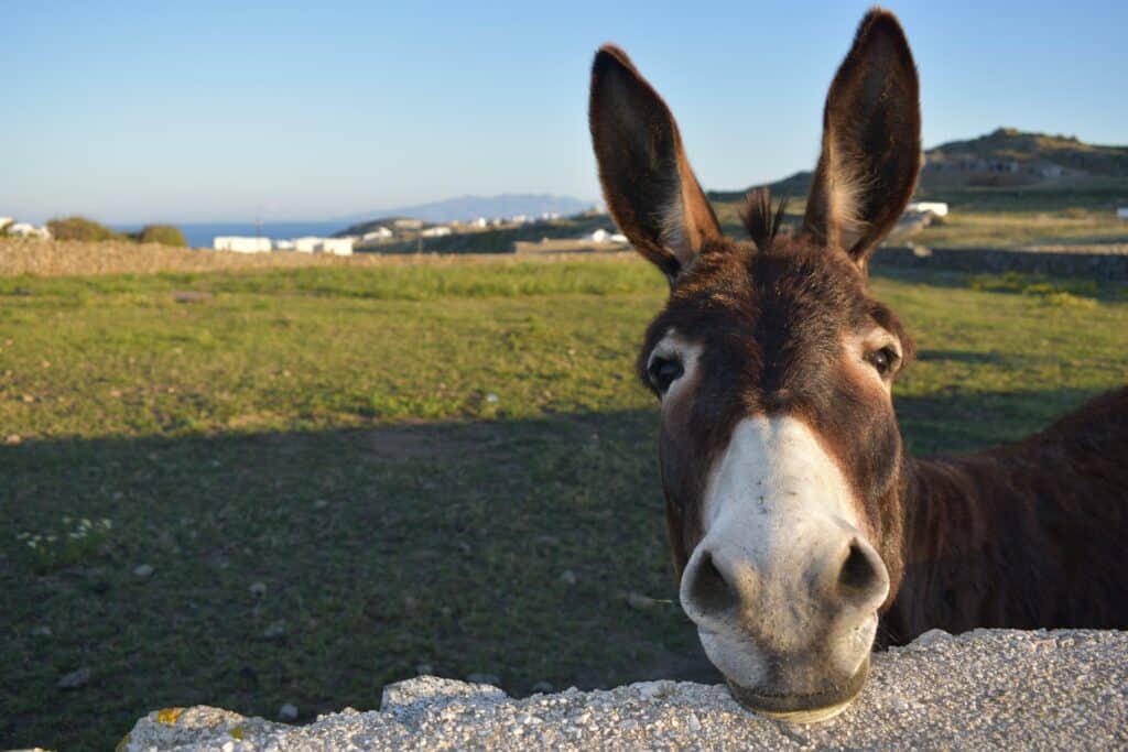 burro en mykonos